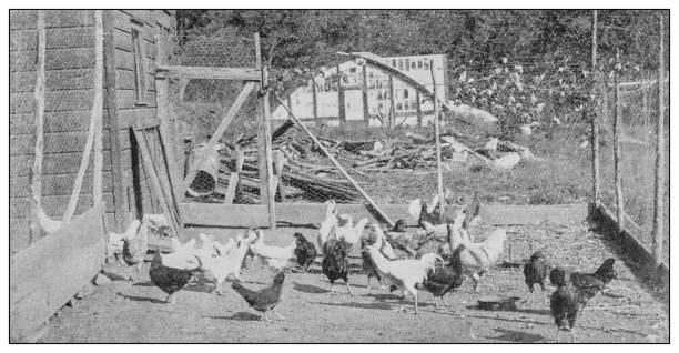 istock Antique black and white photo: Hen-house, poultry yard, chicken coop 1262374990