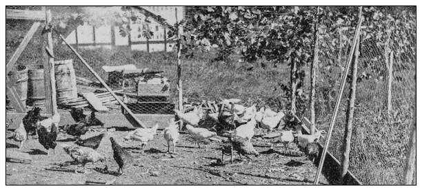 istock Antique black and white photo: Hen-house, poultry yard, chicken coop 1262375006