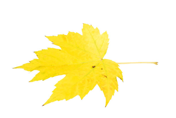 istock Yellow maple leaf as an autumn 1262375026