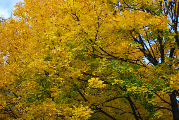 istock Autumn leaves tree in a beautiful park 1262375173