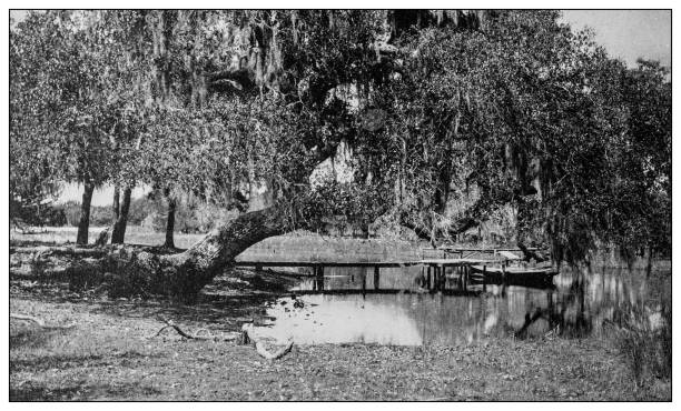 Antique black and white photo: Environs of Mobile, Alabama