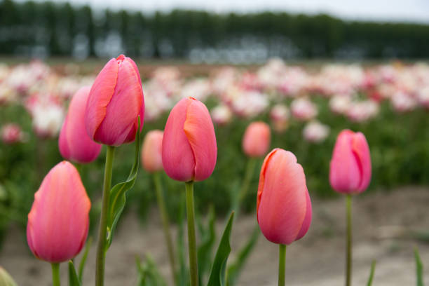 istock Field of tulips 1262376716