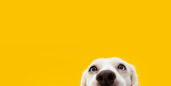 Banner hide funny surprised dog puppy  isolated on yellow background.