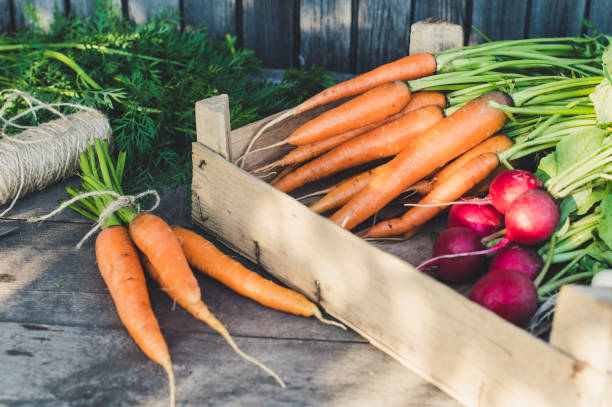 istock Concept for root vegetable, organic raw food 1262377232