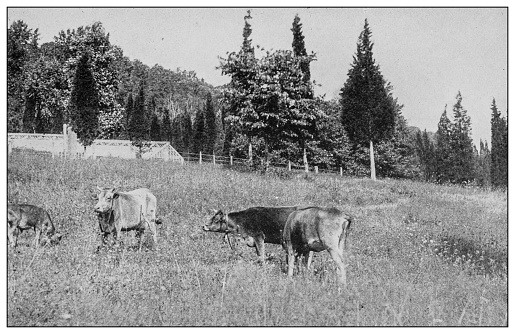 Antique black and white photo: Cattle from Dover plains, New York