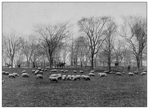 Antique black and white photo: Sheep in Central Park