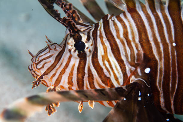istock Lionfish on coral reef 1262381596
