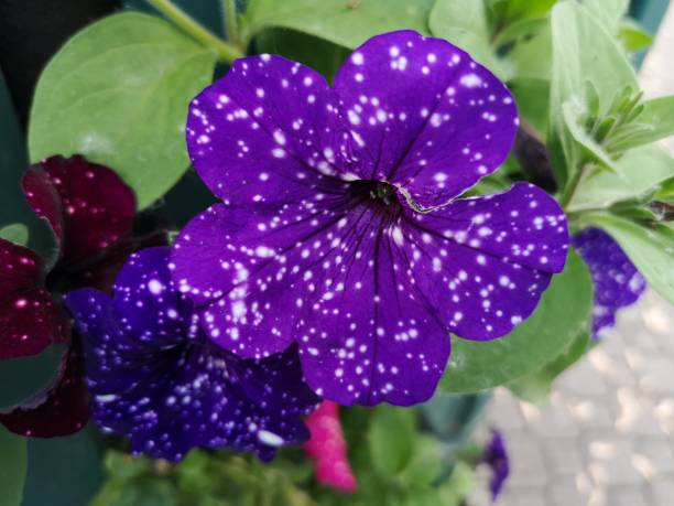 istock Plants, flora, flowers and vegetation 1262381775