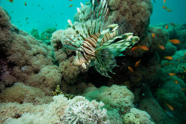 istock Lionfish on coral reef 1262381879