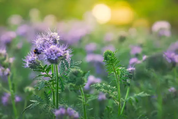 A garden with purple tansies (Phacelia tanacetifolia), a plant popular as a bee plant which attracts both bees and bumblebees.