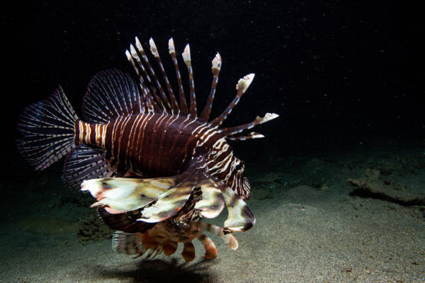 istock Lionfish on coral reef 1262383055