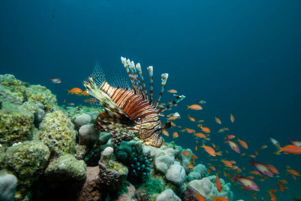 istock Lionfish on coral reef 1262383057