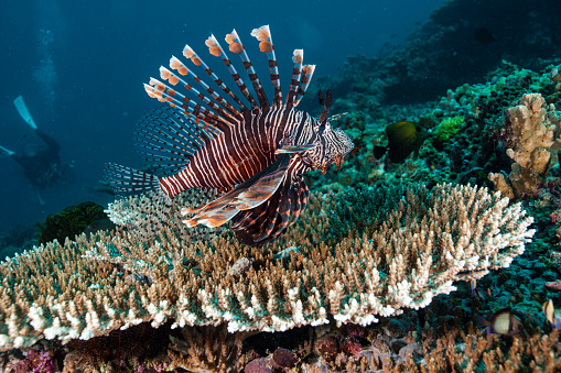 Lionfish on coral reef salt water underwater