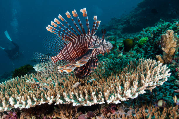 peixe-leão no recife de coral - lionfish - fotografias e filmes do acervo