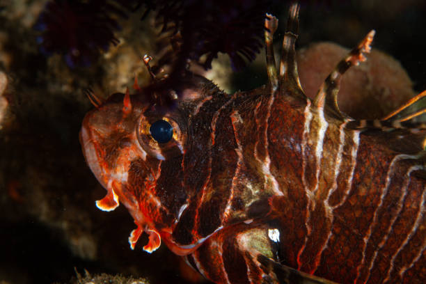 istock Lionfish on coral reef 1262384089