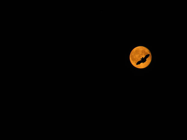 istock bat against yellow full moon. Image contains copy space 1262384094