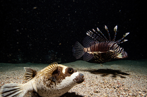 Lionfish on coral reef salt water underwater