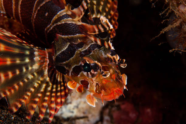 istock Lionfish on coral reef 1262386342