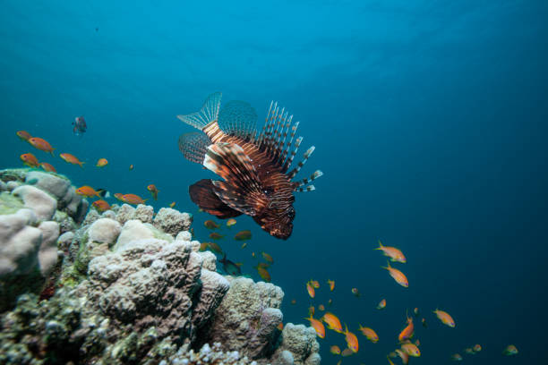 Lionfish on coral reef salt water underwater