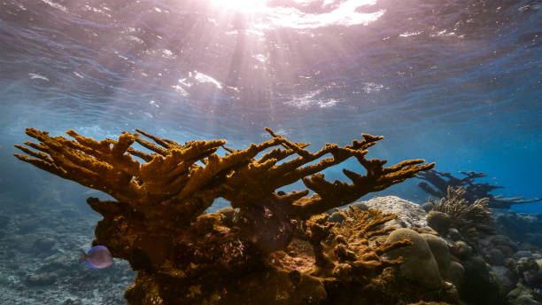 zeegezicht in ondiep water van koraalrif in caribische zee / curaçao met vis, elkhorn koraal, spons en uitzicht op oppervlakte en zonnestralen - acropora palmata stockfoto's en -beelden