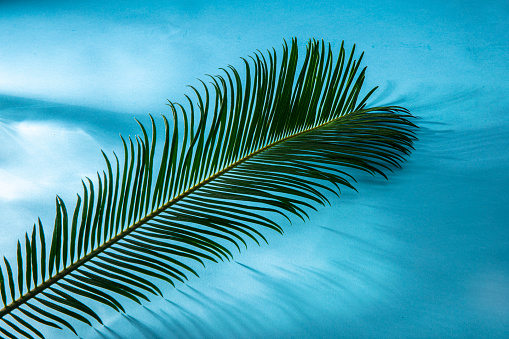 Summer composition. Tropical palm leaves on blue background. Summer concept. Flat lay, top view, copy space