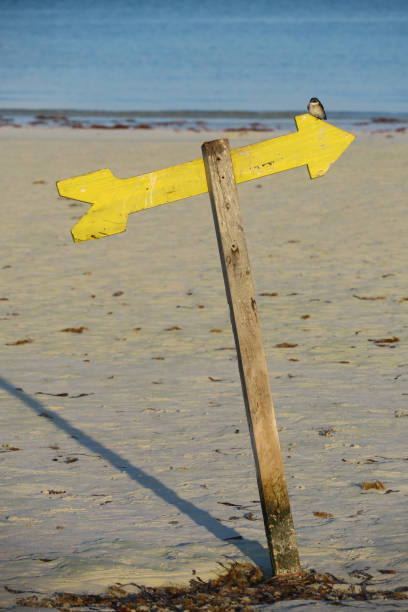 istock A Bird on a Yellow Arrow 1262389123