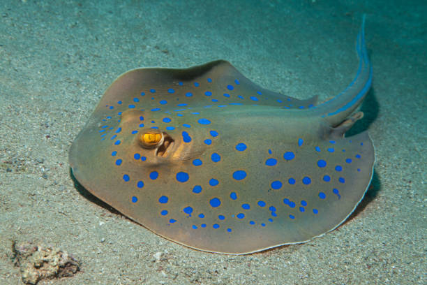 Close up of ray