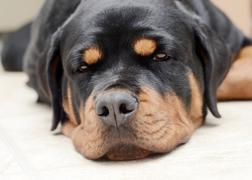 Closeup of a tired 6 month old Rottweiler.