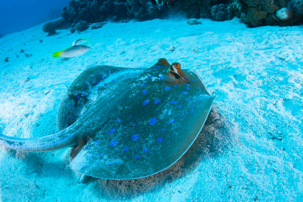 istock sting ray , ribbontail ray in ocean underwater 1262389266