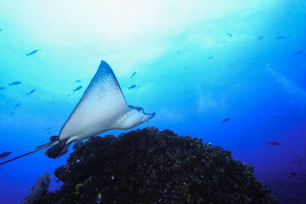 istock sting ray , ribbontail ray in ocean underwater 1262389333