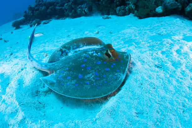 istock sting ray , ribbontail ray in ocean underwater 1262389417