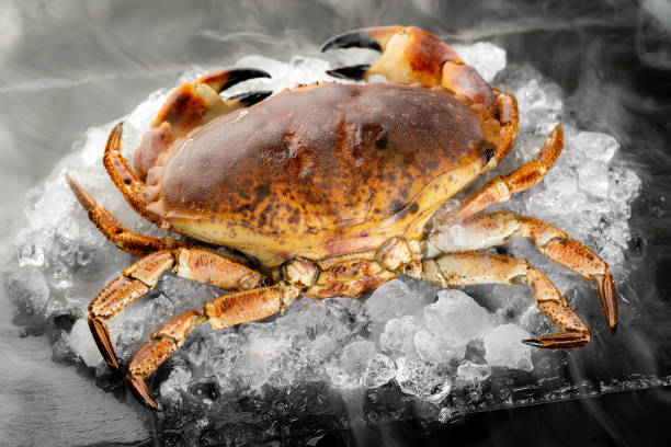 Fresh raw Florida stone crab Fresh raw Florida stone crab on heap of ice on black stone plate with icy frost cold steam fog. Fresh food seafood at market concept. crab leg photos stock pictures, royalty-free photos & images