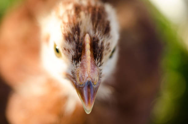 The head of a brown chicken in a henhouse close up