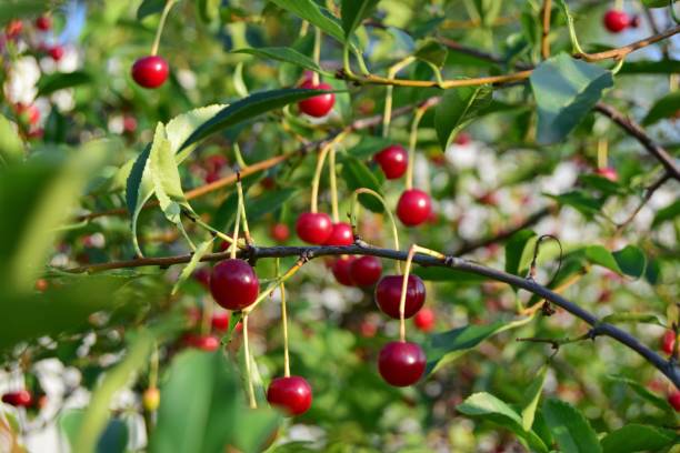 istock Concept of agriculture picking red cherries. close-up, background selective focus 1262390368