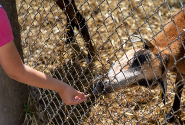 istock A small child feeds goats in an enclosure 1262390609