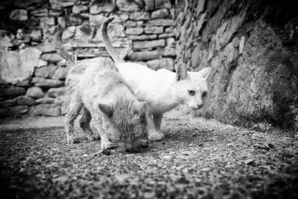 Photo of Street cats eating