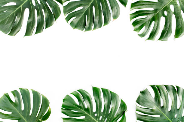 istock Tropical leaves Monstera on white background. Flat lay, top view 1262392795