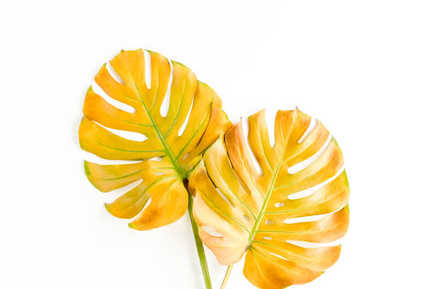 istock Tropical yellow palm leaf Monstera on white background. Flat lay, top view 1262392859