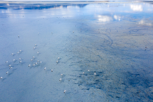 Pied Avocets flying on lake. Taken via drone. Yarisli Lake in Burdur, Turkey.