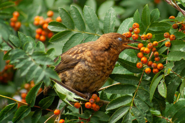 istock Juvenile Blackbird eating a berry 1262393389