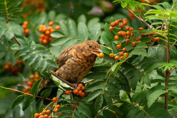 istock Juvenile Blackbird eating a berry 1262393937