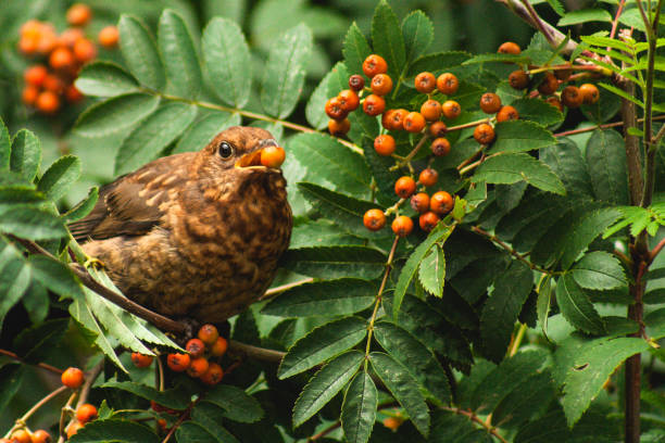istock Juvenile Blackbird eating a berry 1262394469