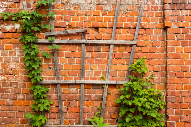 istock Wood Wall with The Ivy for Nature Background. Copy Space for Text 1262394720