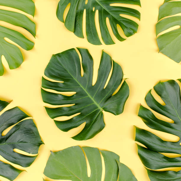 istock Pattern tropical palm leaves Monstera on yellow background. Flat lay, top view 1262396540