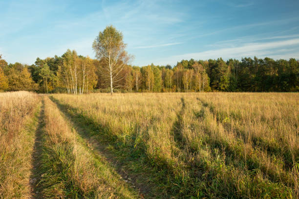 istock Rural road through a meadow with dry grass to the forest 1262396605
