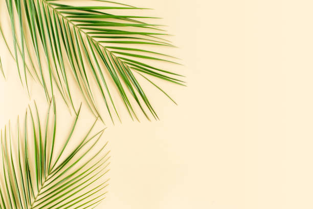istock Tropical leaf on yellow background. Flat lay, top view 1262396658