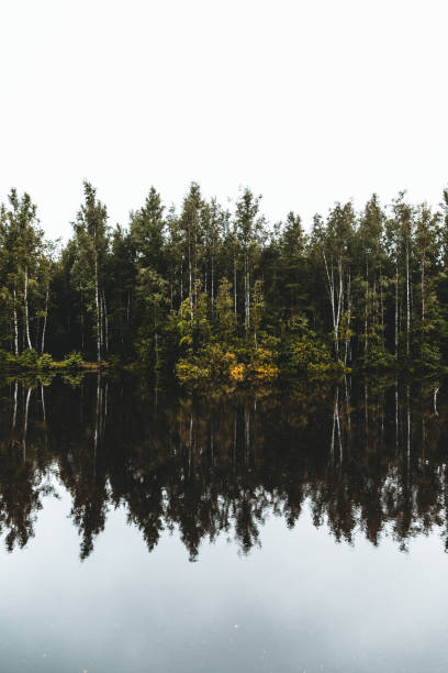 istock Nature landscape photography. Forest and river with reflections on a cloudy day. 1262397245