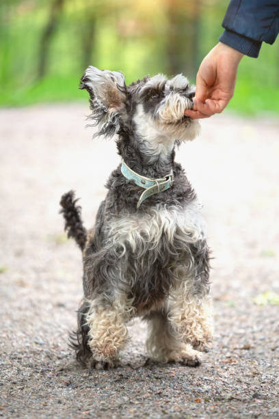 istock Schnauzer dog gets treat from human hand 1262397425