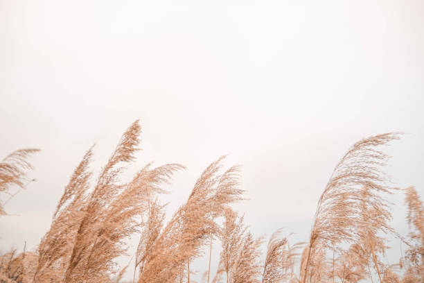 Pampas grass outdoor in light pastel colors. Dry reeds boho style.