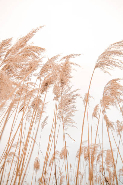 Pampas grass outdoor in light pastel colors. Dry reeds boho style. Pampas grass outdoor in light pastel colors. Dry reeds boho style. pampas photos stock pictures, royalty-free photos & images